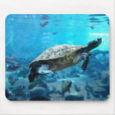 Search for pictures of shells mouse mats Reptile