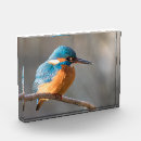 Search for kingfisher gifts Animals