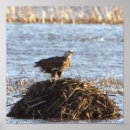 Search for eagle posters Photography