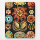 Search for marine mouse mats Ernst haeckel