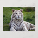 Search for tiger postcards Striped cat