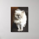 Search for himalayan cat Nature