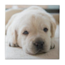 Search for labrador puppy tiles Animal