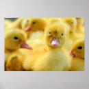 Search for duck nursery posters Cute