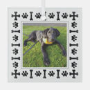 Search for pet supplies Black lab