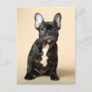 Search for frenchie postcards Animals