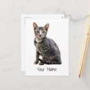 Search for animal designs postcards Cat