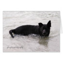 Search for chow chows postcards Breed