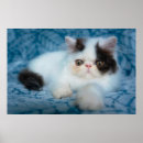Search for black persian art Cat