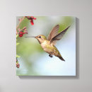 Search for hummingbird canvas prints Birds