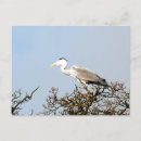 Search for wild bird postcards Animal