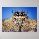 Search for jumping spider posters Arachnid