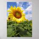 Search for sunflower summers posters Country