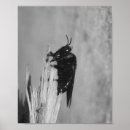 Search for bumblebee posters Photography