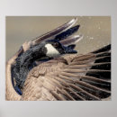 Search for canada goose posters Waterfowl