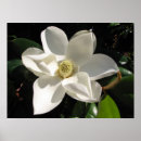 Search for magnolia posters Bloom