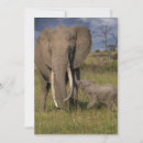 Search for african nations cards Wildlife reserve