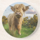 Search for highland cow coasters Livestock