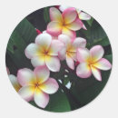 Search for pink plumeria stickers Frangipani