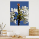 Search for white bloom posters Blooms