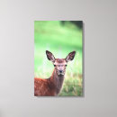 Search for four animals canvas prints Colour image