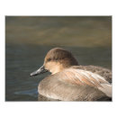 Search for dabble posters Dabbling duck