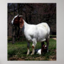 Search for boer posters Goat