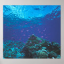 Search for swarming posters Blue