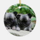 Search for long haired chihuahua christmas tree decorations Puppies