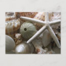 Search for sea urchin postcards Seashells