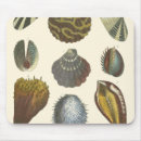 Search for coral sea mouse mats Sealife