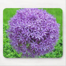 Search for lavender flower electronics Violet