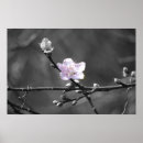 Search for hint posters Nature