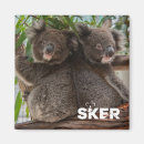Search for koala magnets Animal
