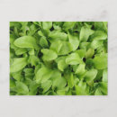 Search for seedlings postcards Plants