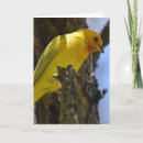 Search for finch cards Wild birds