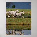 Search for dapple grey horse posters Bob langrish