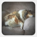 Search for collie stickers Pets
