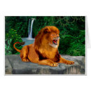 Search for lion king Beautiful