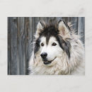Search for malamute postcards Alaskan