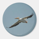 Search for pelicans magnets Nature
