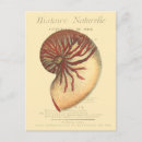 Search for conch postcards Ocean