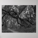 Search for oak tree posters Outdoors