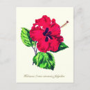 Search for hibiscus flower postcards Floral
