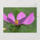 Search for single flower postcards Petals