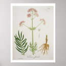 Search for ros posters Botanical