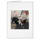 Search for gamecocks Chicken