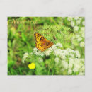Search for black orange postcards Butterflies