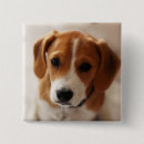Search for beagle square badges Puppy