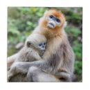 Search for snub Edangered species